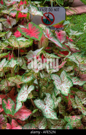 caladiums in courtyard of Lightner Museum Alcazar Hotel St Augustine Florida HDR image Stock Photo