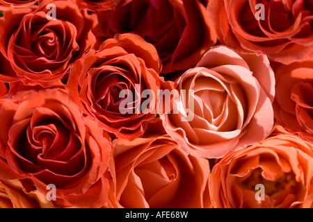 Bouquet of orange roses close up