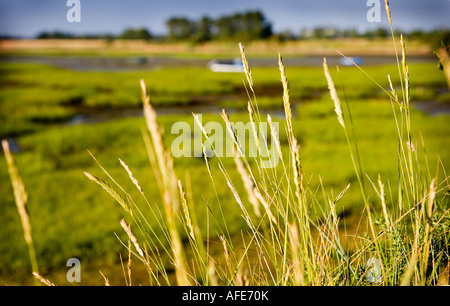 Grasses growing infront of a saltmarsh at low tide in Sussex UK Stock Photo