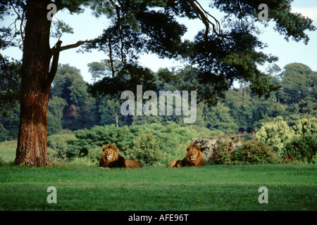 Lions at Longleat, Wiltshire Stock Photo