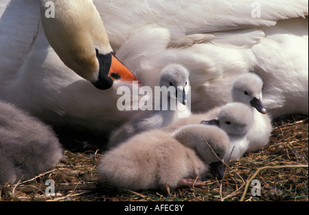 Netherlands Graveland Mute swan and young Cygnus olor Stock Photo