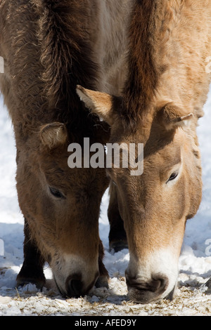 Przewalski s Horses (Equus przewalskii) feeding in winter Stock Photo