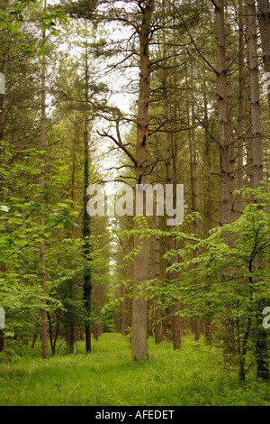 Conifer Trees, Thetford Forest, Norfolk, UK Stock Photo