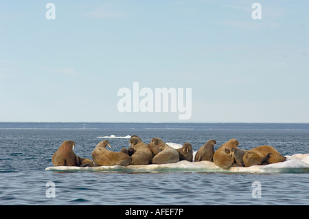 Walruses resting on ice floe the animal s skin flushes pink when warm to dissipate heat Group of females with babies Stock Photo