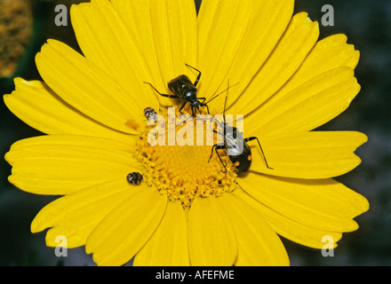 Crown daisy Chrysanthemum coronarium - Corn Marigold Stock Photo