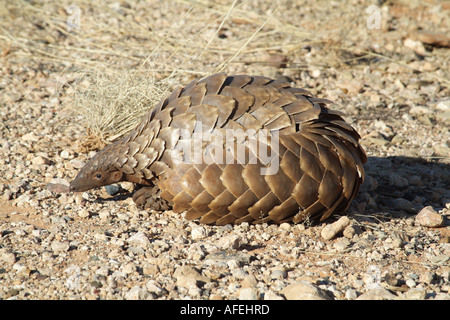 Pangolin. Manis temminckii. Also known as Ant eater. Northern Cape South Africa RSA Stock Photo
