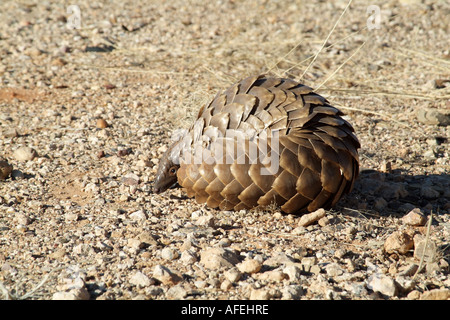 Pangolin. Manis temminckii. Also known as Anteater. Northern Cape South Africa RSA Stock Photo