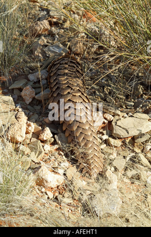 Pangolin. Manis temminckii. Also known as Anteater. Northern Cape South Africa RSA Stock Photo
