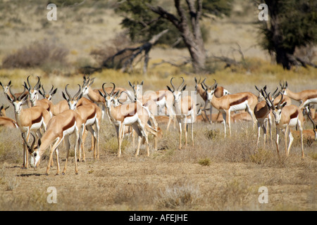 Springbok. Antidorcus marsupialis. Herd grazing in the Kalahari Transfrontier National Park South Africa Stock Photo