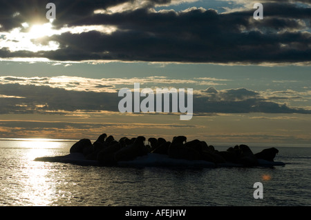 Group of walrus silhouetted in midnight sun resting on pack ice Stock Photo