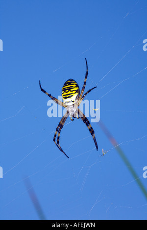 Female Wasp Spider Argiope bruennichi on web against blue sky Stock Photo