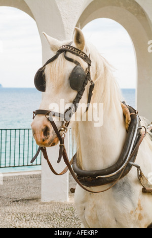 White work horse with blinders in Nerja Spain Stock Photo