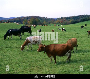 MIXED BREED DAIRY COWS IN PASTURE WEARING PROGRAMMED COLLARS FOR SPECIALIZED MANAGEMENT FRANKLIN COUNTY VERMONT Stock Photo