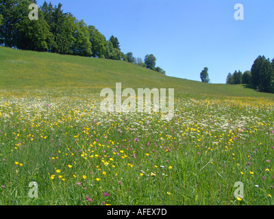 Blumenwiese bei Bad Kohlgrub in den Ammergauer Alpen Stock Photo