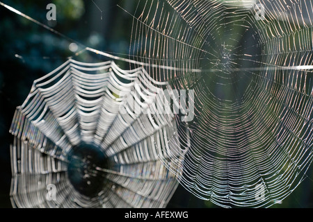 Detail of two cobwebs against a dark background Stock Photo