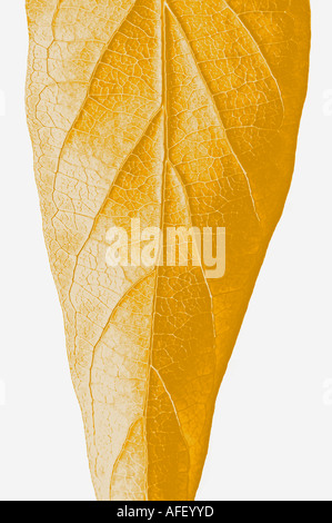 Gold Leaf Stock Photo