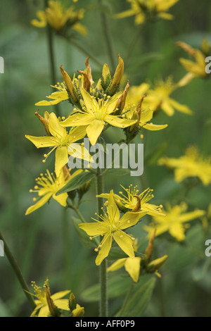 Slender St Johns Wort Hypericum pulchrum Stock Photo