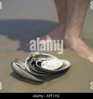 Shells on the ocean beach Stock Photo