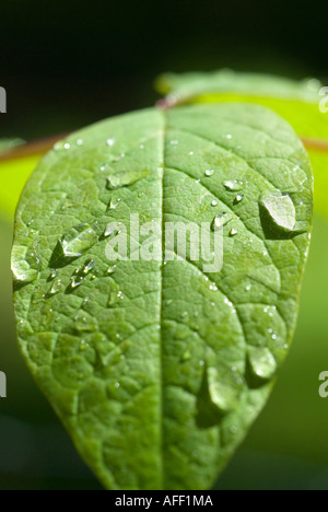 Rain Droplets on Green Leaf Stock Photo