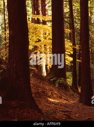 Autumn Light in the Gwydyr Forest, Betws Y Coed. Snowdonia National Park. Wales. Stock Photo