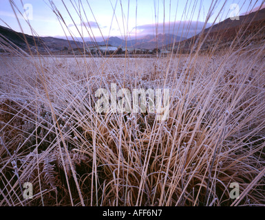 Frosted grasses and the Snowdon Horseshoe. Snowdonia National Park. Wales. Stock Photo