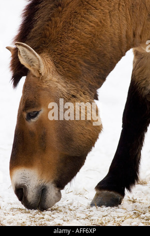 Przewalski s Horse (Equus przewalskii) feeding in winter Stock Photo