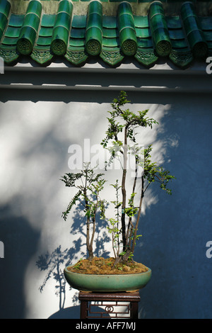 Bonsai display in chinese garden Stock Photo