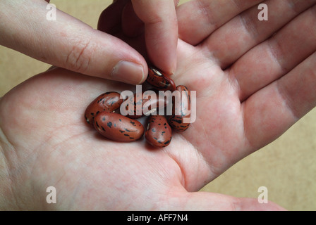 Runner bean seeds (Phaseolus coccineus, variety Galaxy) being held in a hand Stock Photo