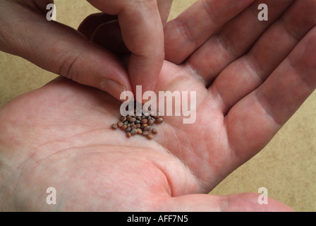Radish seeds (Raphanus sativus) being held in a hand Stock Photo