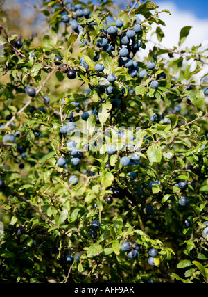 Sloe berries in late summer Stock Photo