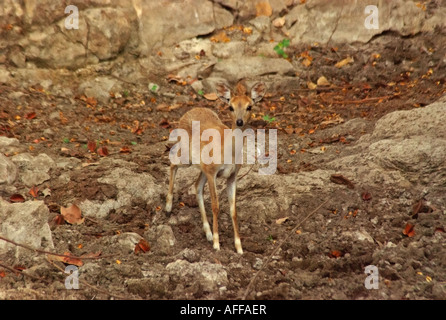 Four Horned Antelope, Tetracerus quadricornis or chousingha Stock Photo
