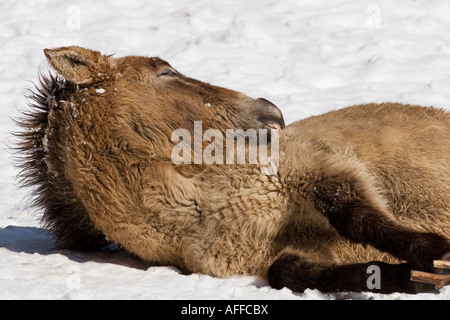 Przewalski s Horse (Equus przewalskii) in winter Stock Photo