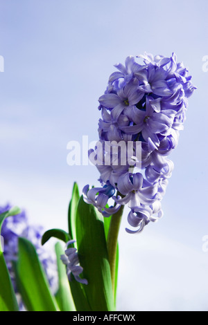 Close of blue hyacinth flower against blue sky in background Stock Photo