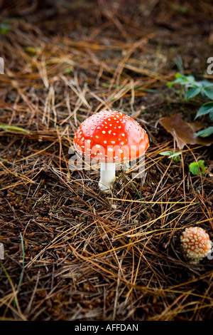 'Fly agaric' toadstool shot in October in England Stock Photo