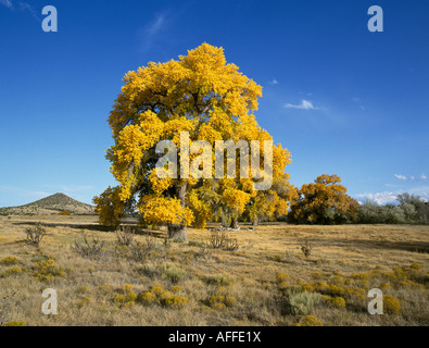 Giant cottonwood trees turn gold in October autumn along the Camino Real or Royal Road from Mexico City to Santa Fe, New Mexico. Stock Photo