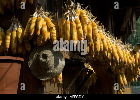 Corn drying on gable in Yao minority village Longsheng Guangxi China Stock Photo