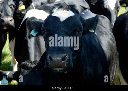 fresian cow Stock Photo