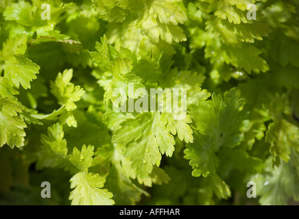 Golden feverfew Stock Photo