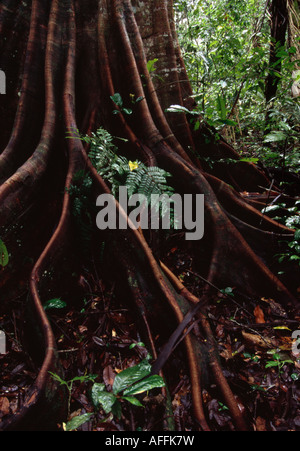 Amazonian ´Penis tree´, in the rainforest of Southern Peru Stock Photo ...