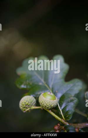 two acorn close up on tree branch, english countryside Stock Photo