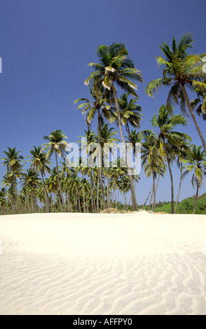 India Goa Mandrem empty palm fringed white sand beach Stock Photo