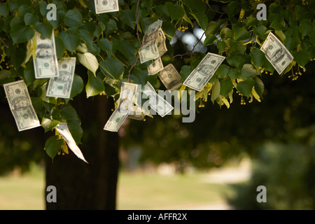 A photograph illustrating the opposite of the phrase money doesn t grow on trees Stock Photo