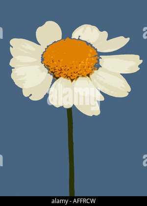 Illustration of a daisy Stock Photo