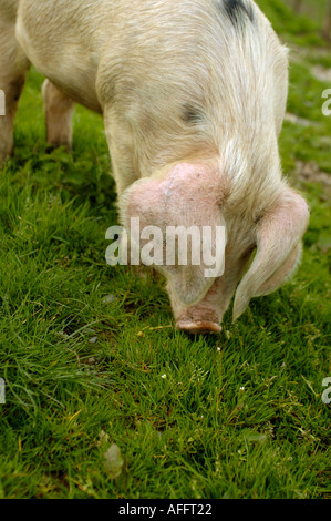 Close up of free range Gloucester Old Spot rare bred pig eating grass in field England Great Britain Stock Photo
