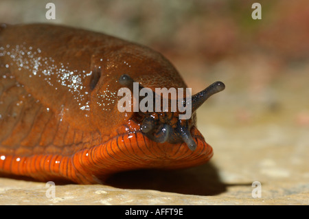 common garden slug Stock Photo