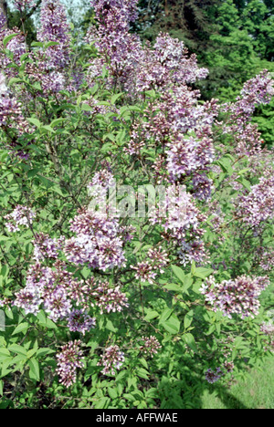 Lilac Bush, Syringa vulgaris, Oleaceae Stock Photo