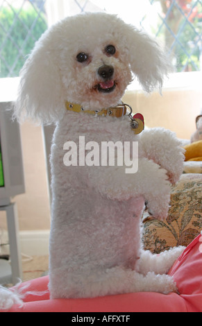 Bichon Frise sitting up and begging on her owners lap and looking directly at the camera Stock Photo