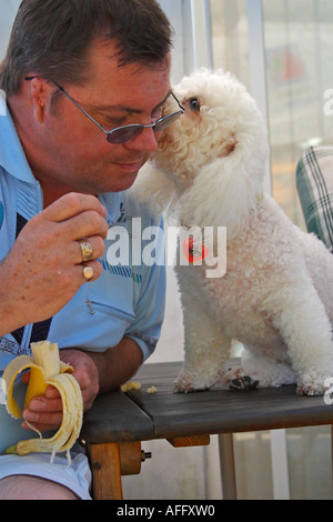 Bichon frise dog licking her owners ear. Bichon frise is also known as Bichon à poil fries Stock Photo