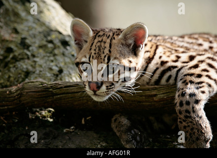 Young Ocelot (Leopardus pardalis) relaxing across a log Stock Photo