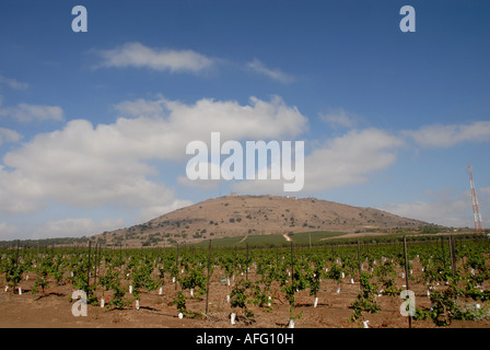Vineyards at the Golan heights near Tel Faher close to the border with Syria, Israel Stock Photo